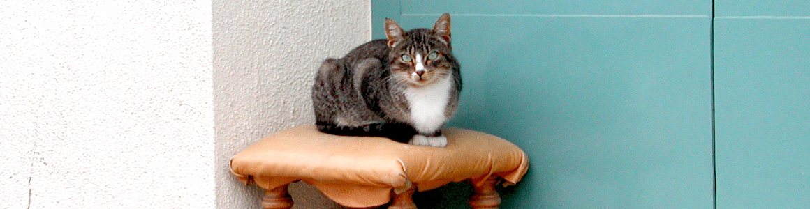 www.demogoda.cat
